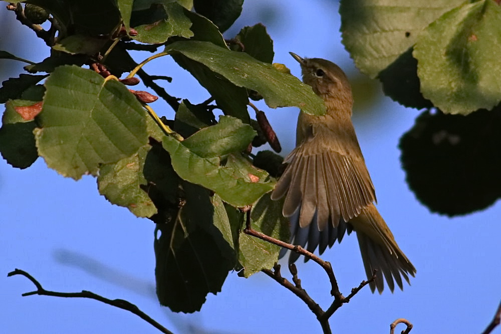 Zilpzalp oder Weidenlaubsänger [Phylloscopus collybita]