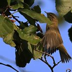 Zilpzalp oder Weidenlaubsänger [Phylloscopus collybita]