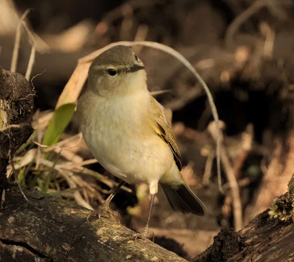 Zilpzalp oder Weidenlaubsänger (Phylloscopus collybita)