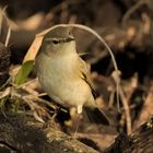 Zilpzalp oder Weidenlaubsänger (Phylloscopus collybita)