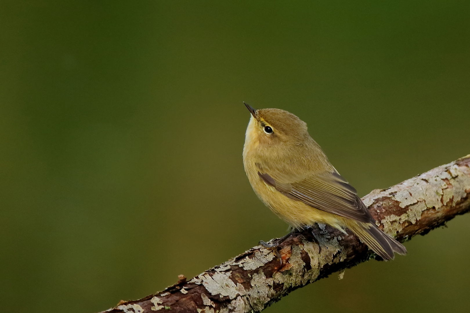 Zilpzalp oder Weidenlaubsänger (Phylloscopus collybita)