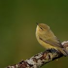 Zilpzalp oder Weidenlaubsänger (Phylloscopus collybita)