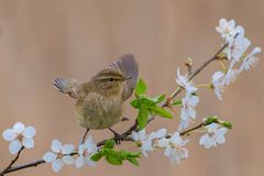 Zilpzalp oder Weidenlaubsänger | Phylloscopus collybita