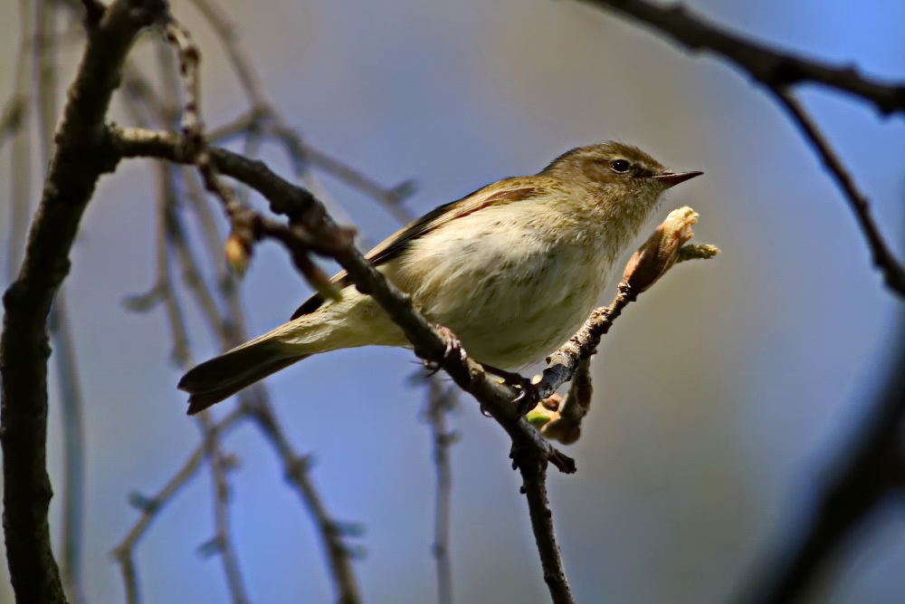 Zilpzalp oder Weidenlaubsänger [Phylloscopus collybita]