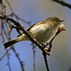 Zilpzalp oder Weidenlaubsänger [Phylloscopus collybita]