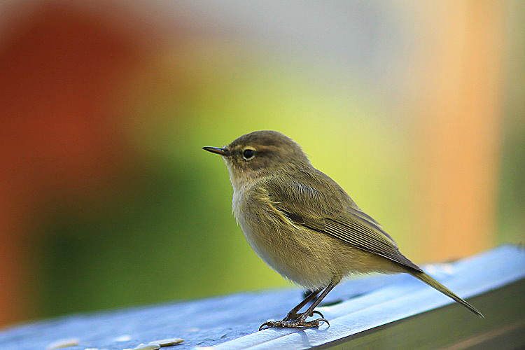 Zilpzalp oder Weidenlaubsänger [Phylloscopus collybita]