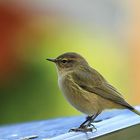 Zilpzalp oder Weidenlaubsänger [Phylloscopus collybita]