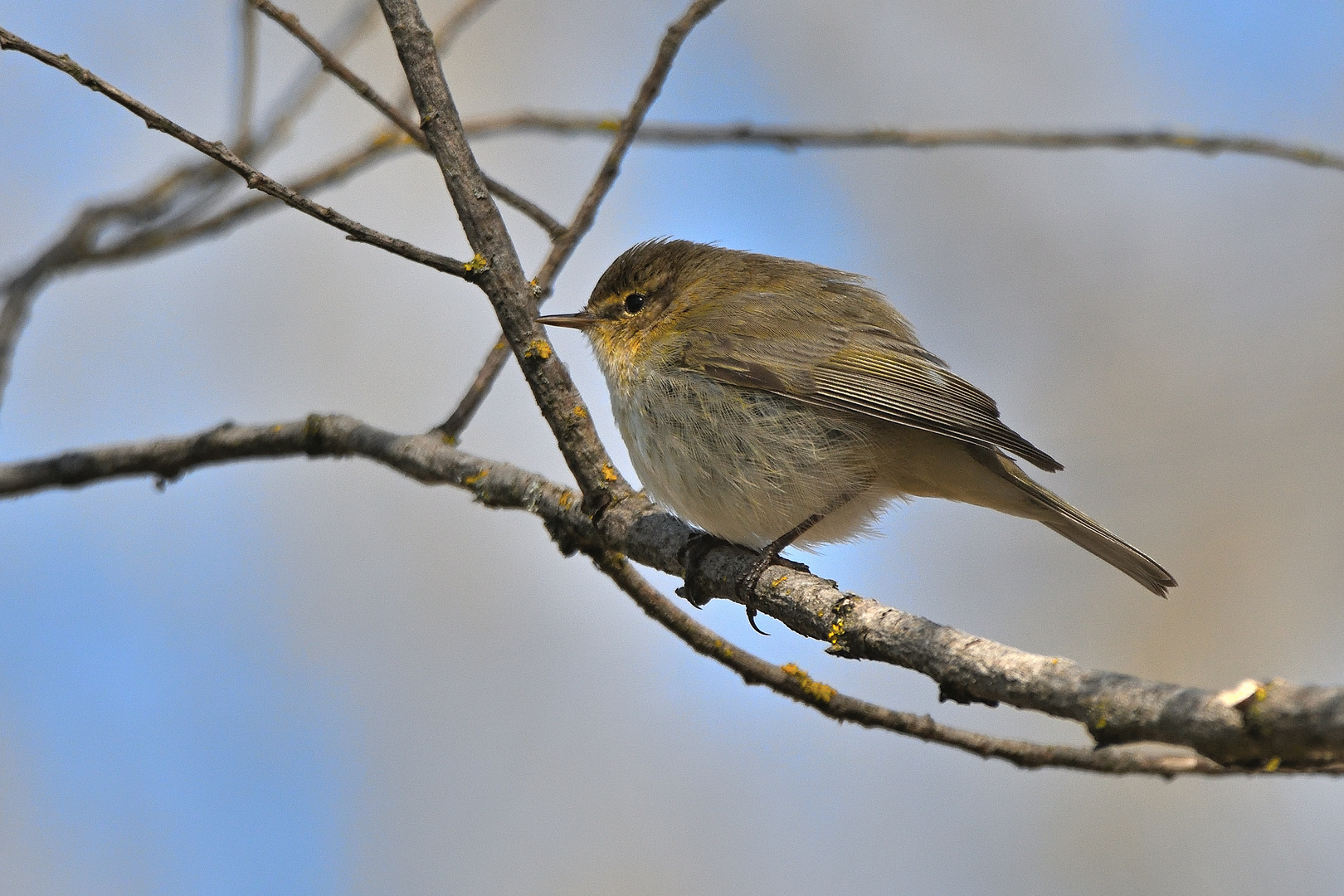 Zilpzalp (Phylloscopus collybita)