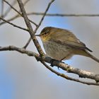 Zilpzalp (Phylloscopus collybita)