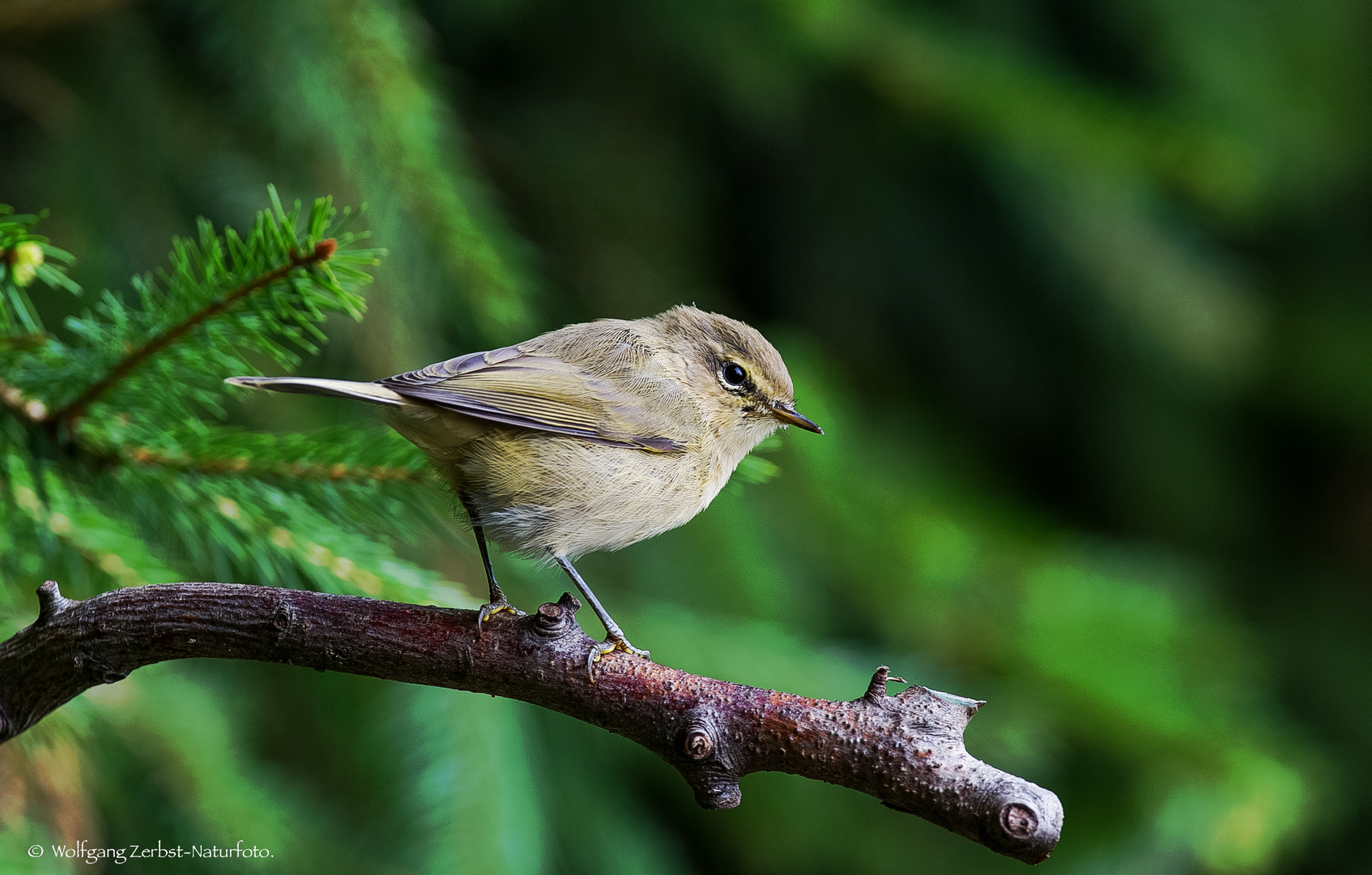  - ZILPZALP - ( Phylloscopus collybita )