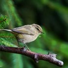  - ZILPZALP - ( Phylloscopus collybita )