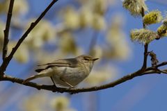 Zilpzalp (Phylloscopus collybita)