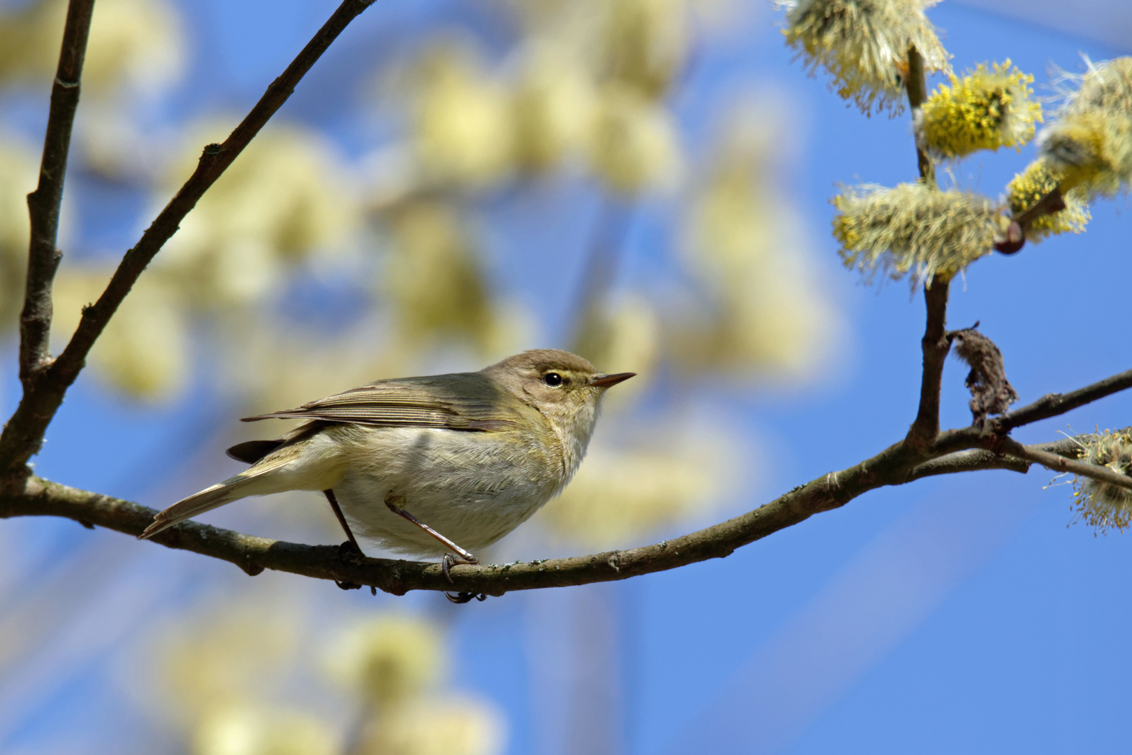 Zilpzalp (Phylloscopus collybita)