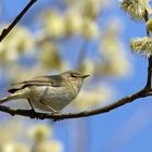 Zilpzalp (Phylloscopus collybita)