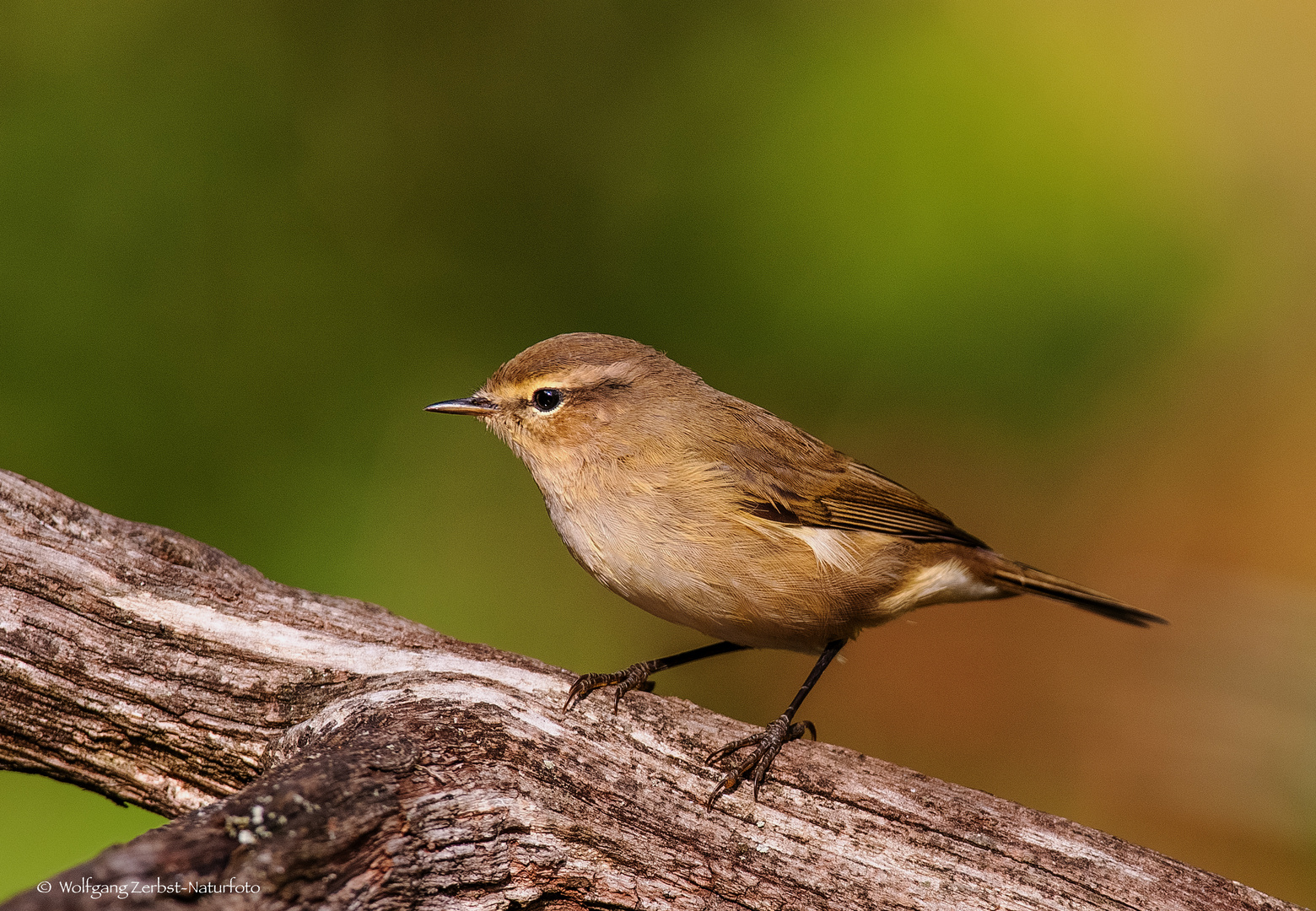   -  ZILPZALP. -  ( Phylloscopus collybita )