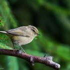   -ZILPZALP - ( Phylloscopus collybita )