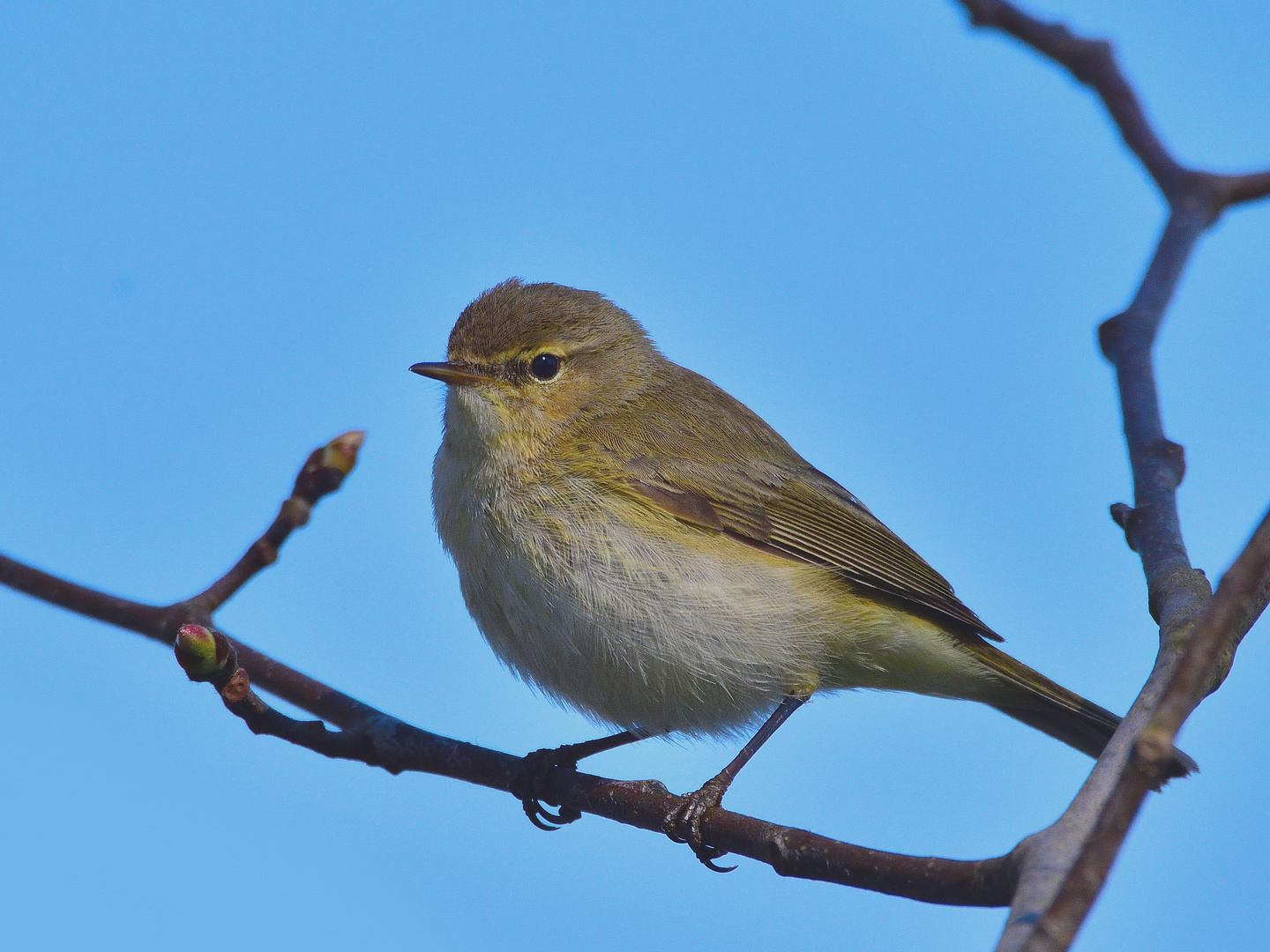 Zilpzalp (Phylloscopus collybita)