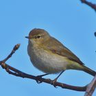 Zilpzalp (Phylloscopus collybita)