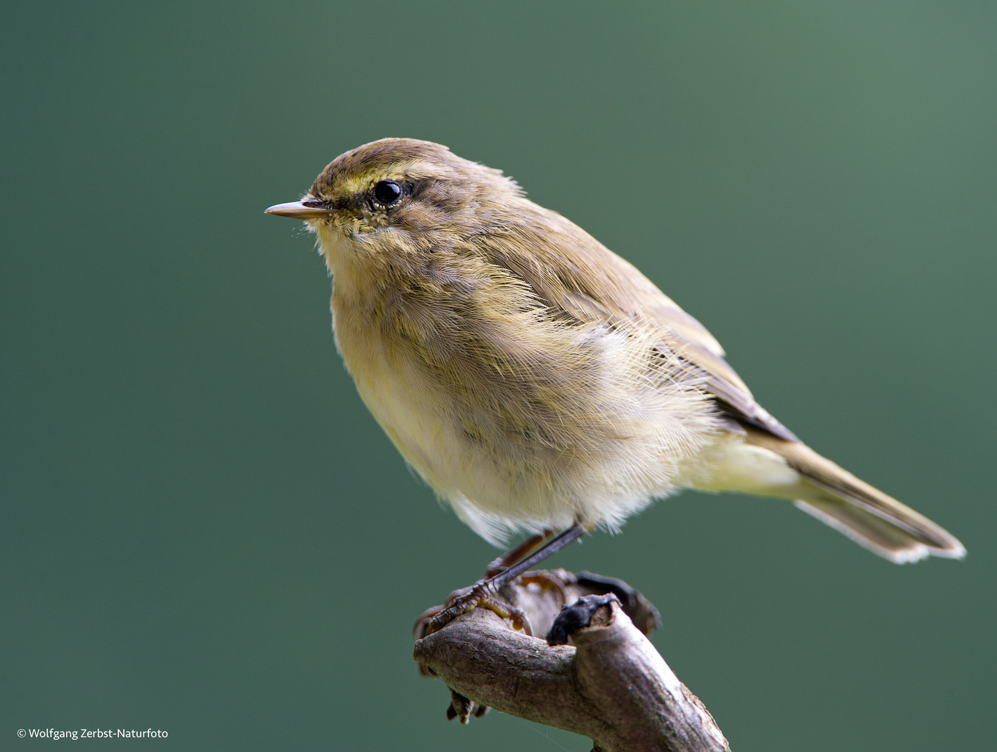 --- Zilpzalp ---  ( Phylloscopus collybita )