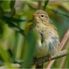 Zilpzalp ( Phylloscopus collybita)