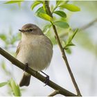 Zilpzalp (Phylloscopus collybita)