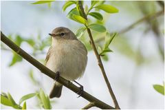 Zilpzalp (Phylloscopus collybita)