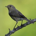 Zilpzalp (Phylloscopus collybita)