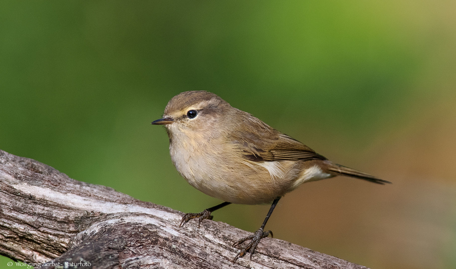  ZILPZALP  -   ( Phylloscopus collybita )