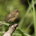 Zilpzalp ( Phylloscopus collybita )