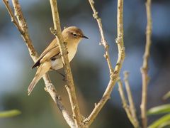 Zilpzalp ( Phylloscopus collybita ) - bei uns ein Rowdy