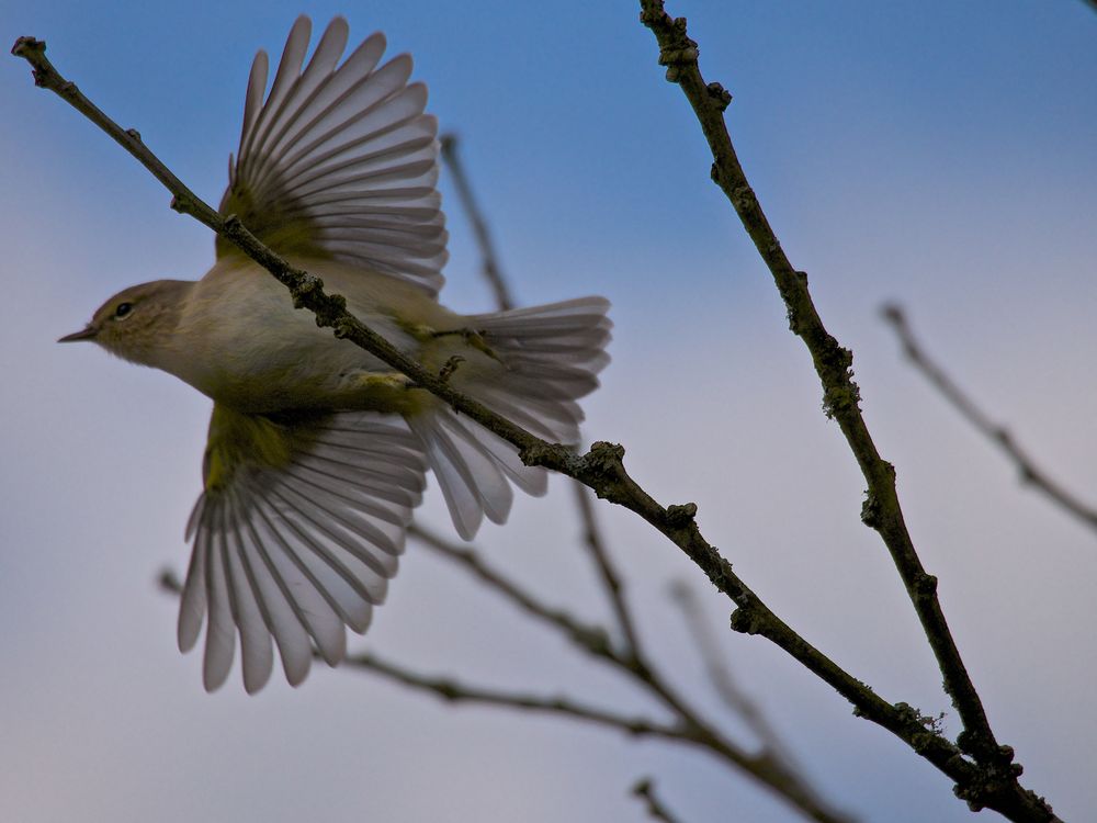 Zilpzalp ( Phylloscopus collybita ) - beim Abflug