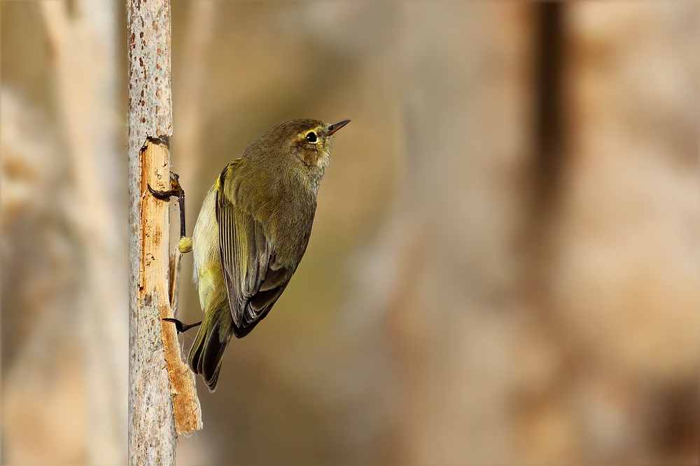 Zilpzalp - Phylloscopus collybita