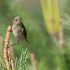 Zilpzalp (Phylloscopus collybita)