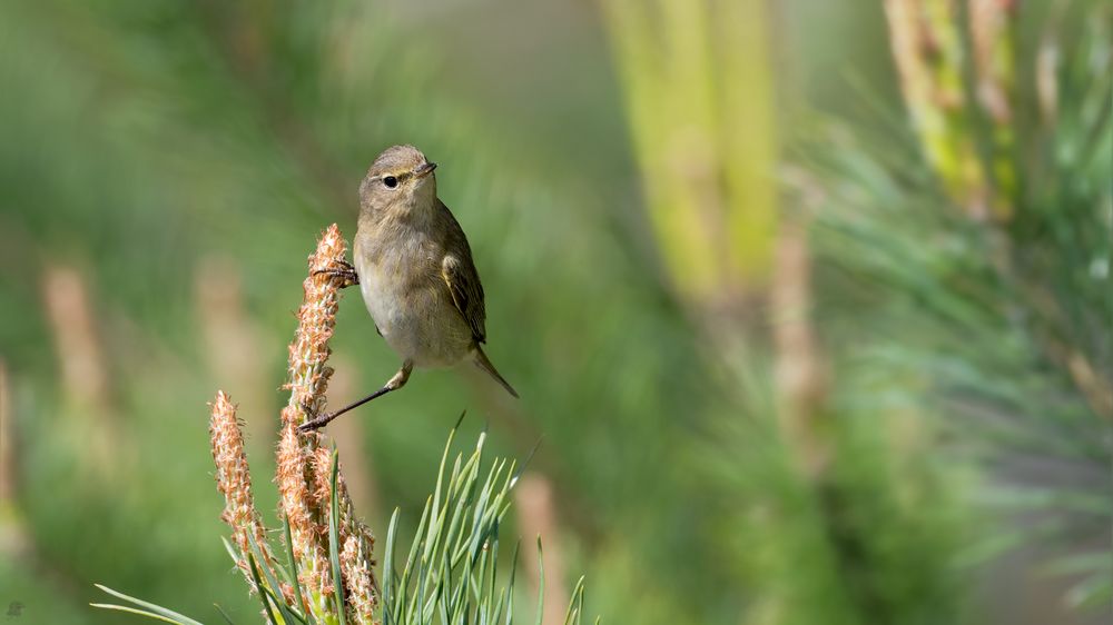 Zilpzalp (Phylloscopus collybita)