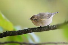 Zilpzalp (Phylloscopus collybita)