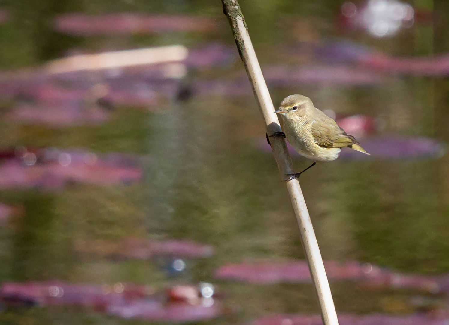 Zilpzalp (Phylloscopus collybita)