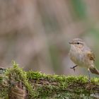 Zilpzalp | Phylloscopus collybita