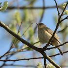 Zilpzalp (Phylloscopus collybita)