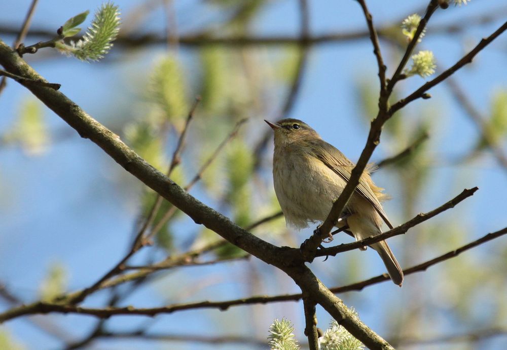 Zilpzalp (Phylloscopus collybita)