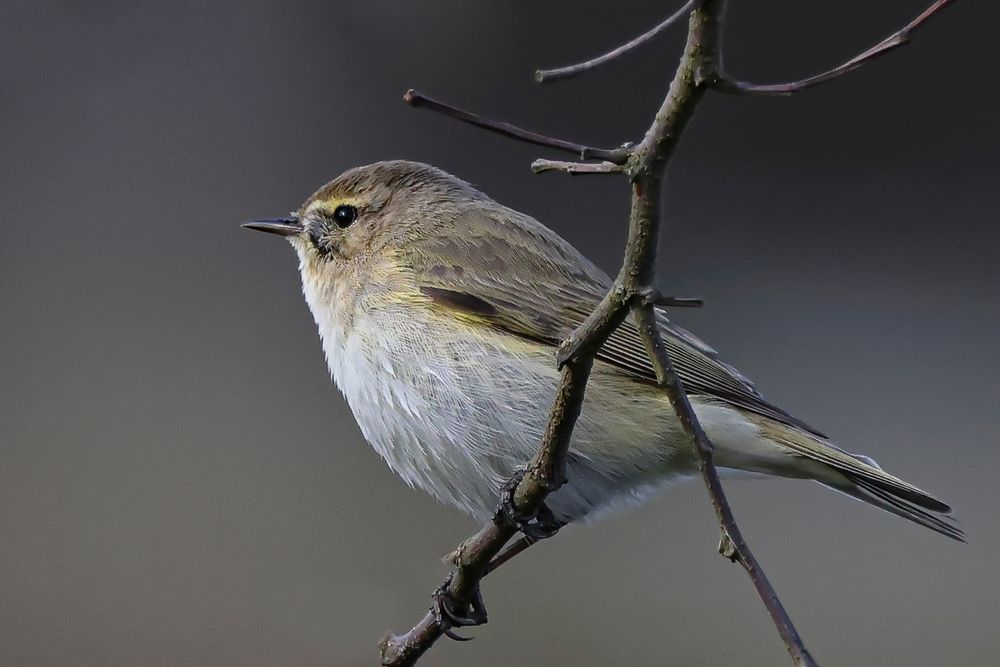 Zilpzalp ( Phylloscopus collybitta )