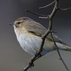 Zilpzalp ( Phylloscopus collybitta )