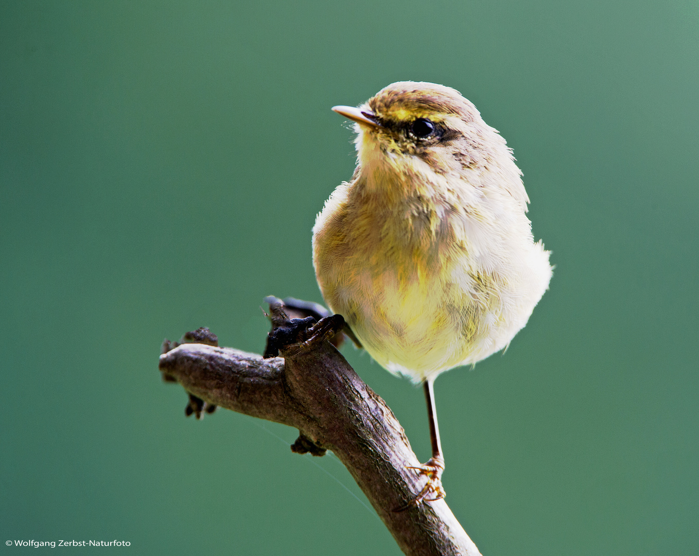 --- Zilpzalp ---        ( Phylloscopus trchilus )