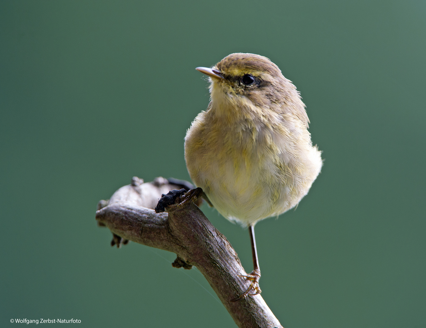 ---  Zilpzalp  ---     ( Phyloscopus collybita )