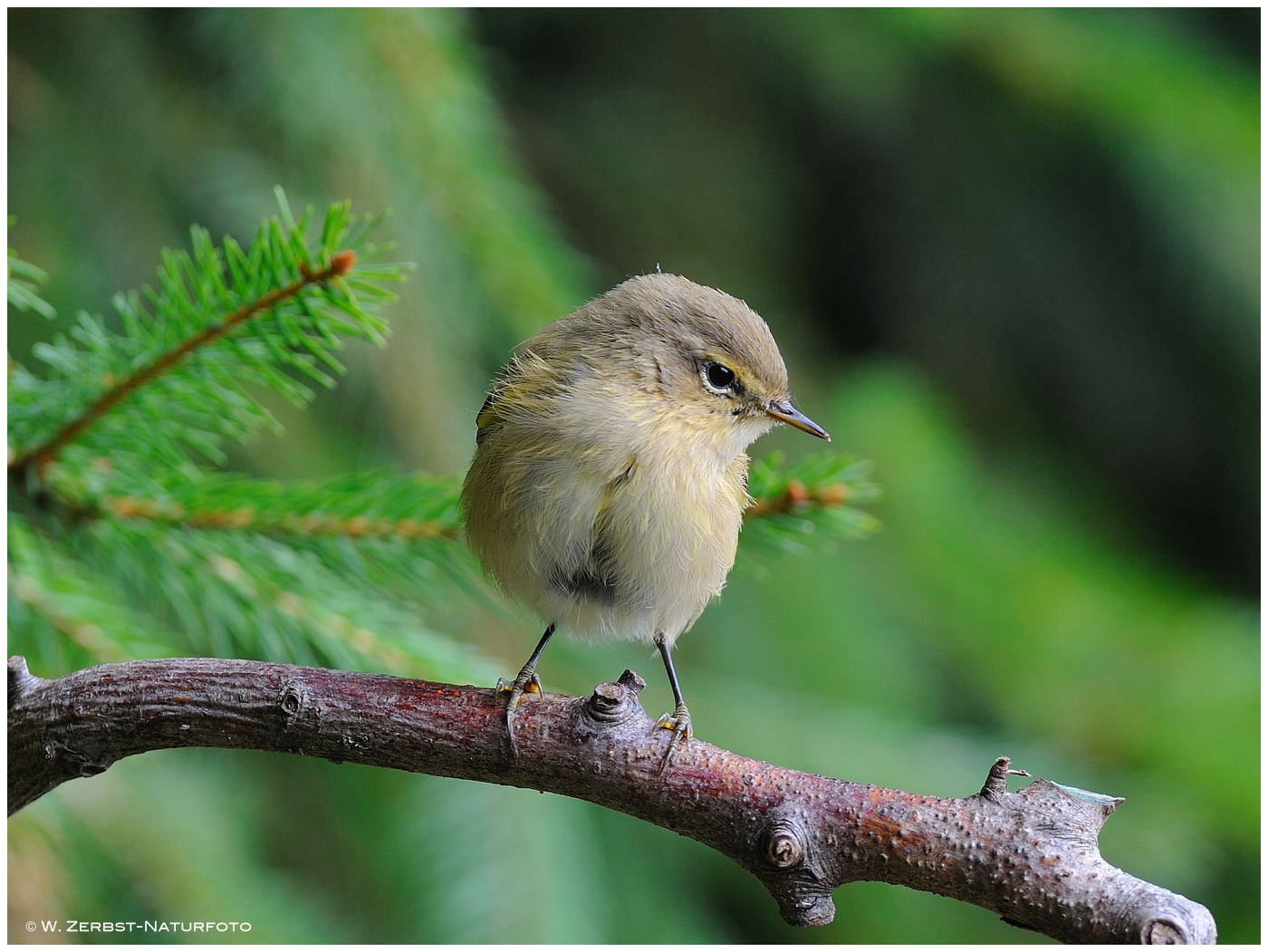 --- Zilpzalp --- ( Phyloscopus collybita )