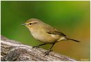 - Zilpzalp - (Phyloscopus collybita) von Wolfgang Zerbst - Naturfoto