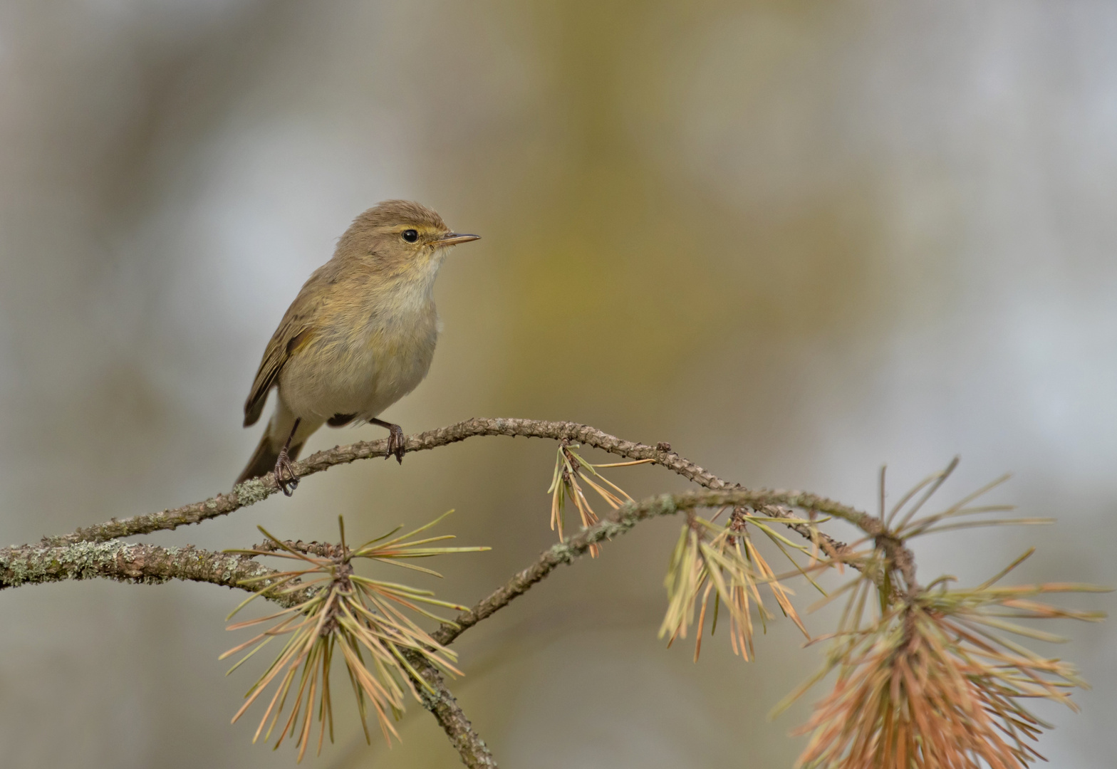 Zilpzalp - Weidenlaubsänger - Phylloscopus collybita