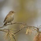 Zilpzalp - Weidenlaubsänger - Phylloscopus collybita