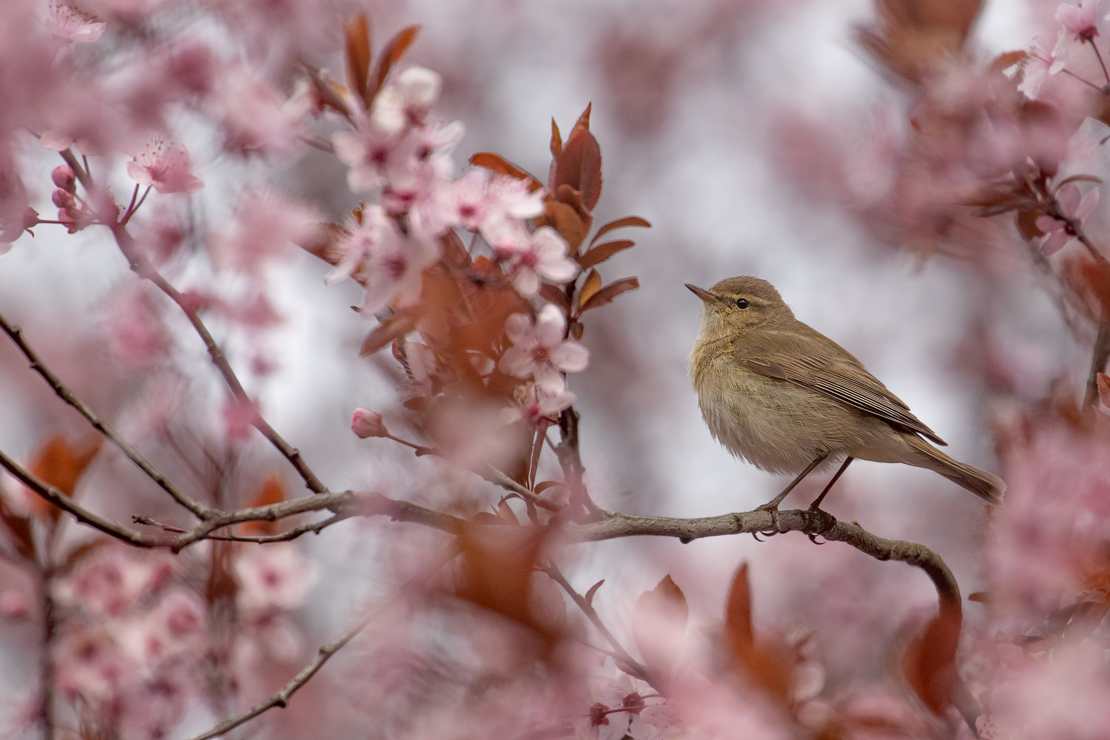 Zilpzalp - Weidenlaubsänger - Phylloscopus collybita