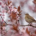 Zilpzalp - Weidenlaubsänger - Phylloscopus collybita