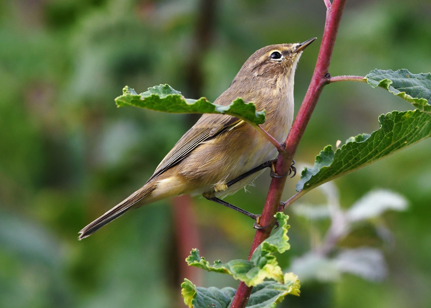 Zilpzalp(Phylloscopus collybita)